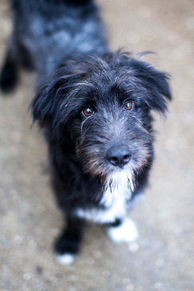 Der schwarz-weiße Rüde Poseidon schaut in die Kamera