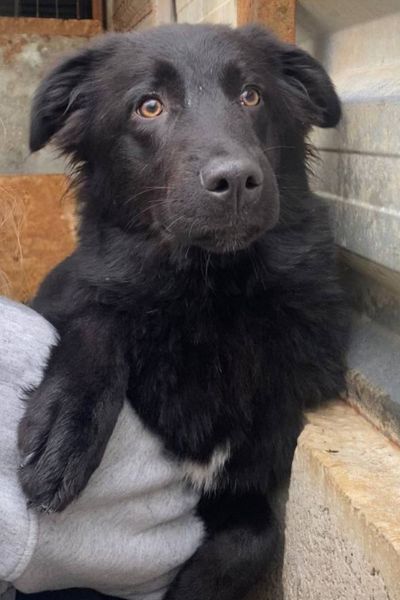 Schwarzer Hund schaut in die Kamera