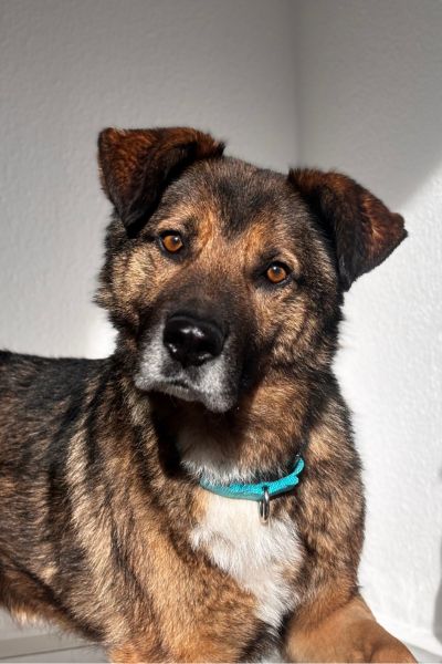 Rüde Cosmo schaut mit gespitzten Ohren in die Kamera.