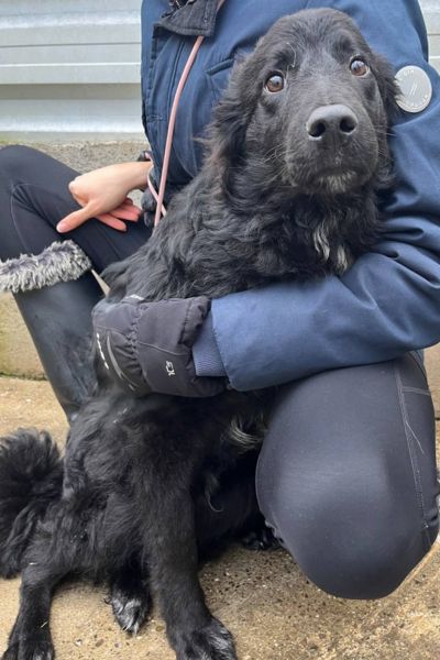 Hund mit schwarzem Fell sitzt in seinem Zwinger und schaut in die Kamera.