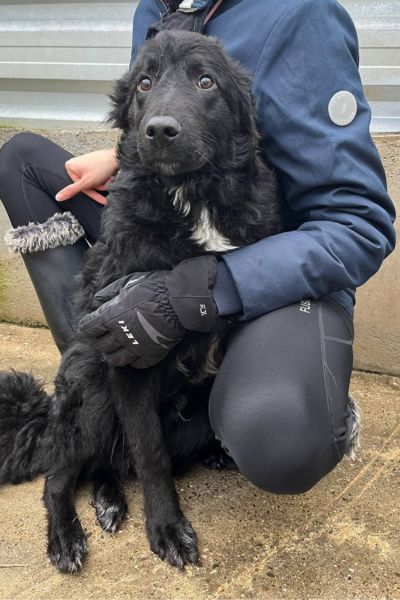 Hund mit schwarzem Fell schaut in die Kamera.