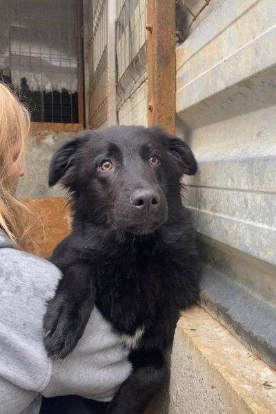 Ares schaut freundlich in die Kamera.