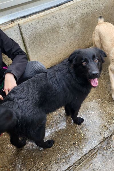 Ares schaut freundlich in die Kamera.