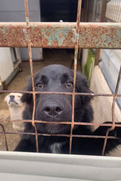 Ares schaut freundlich in die Kamera.