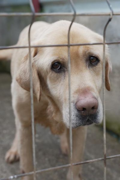 Der helle Eldar steht in seinem Shelter und schaut Richtung Kamera.