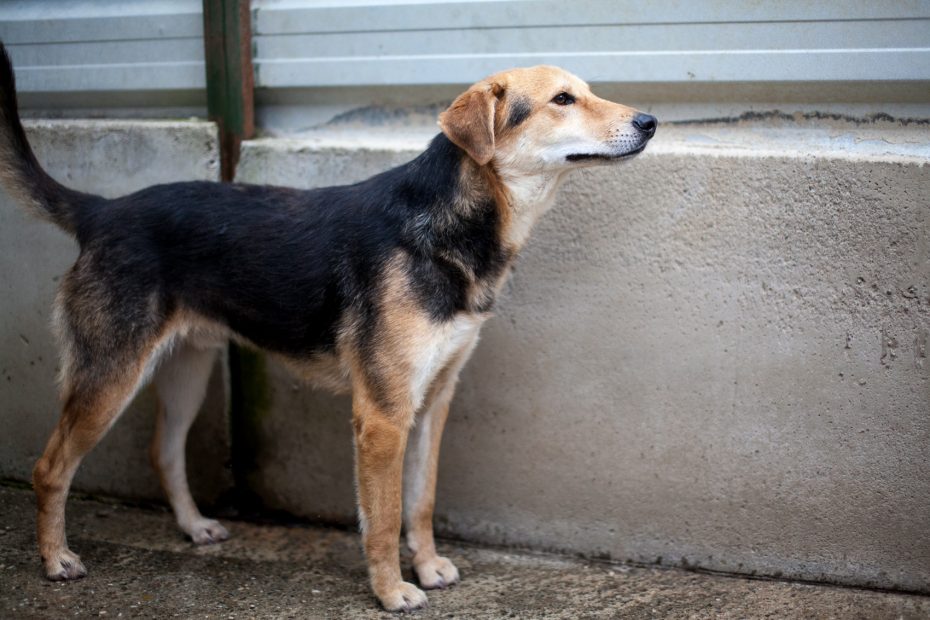 Schwarz brauner Hund steht im Zwinger