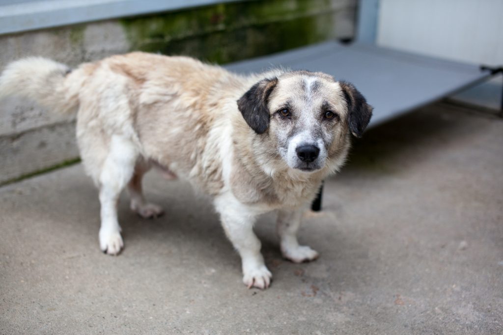 Rüde Ennio steht im Zwinger und schaut in die Kamera