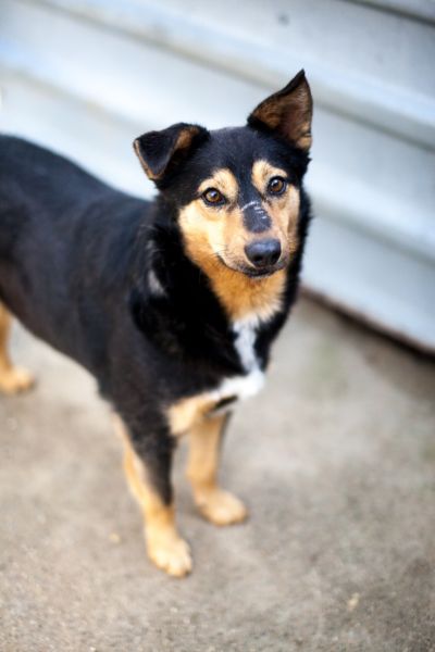 Cola schaut freundlich in die Kamera.