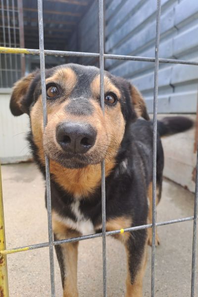 Cola schaut traurig aus dem Zwinger.