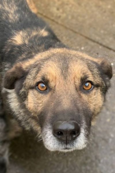 Cosmo schaut in die Kamera.