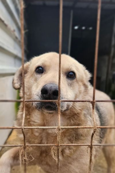 Tjark steht am Gitter.