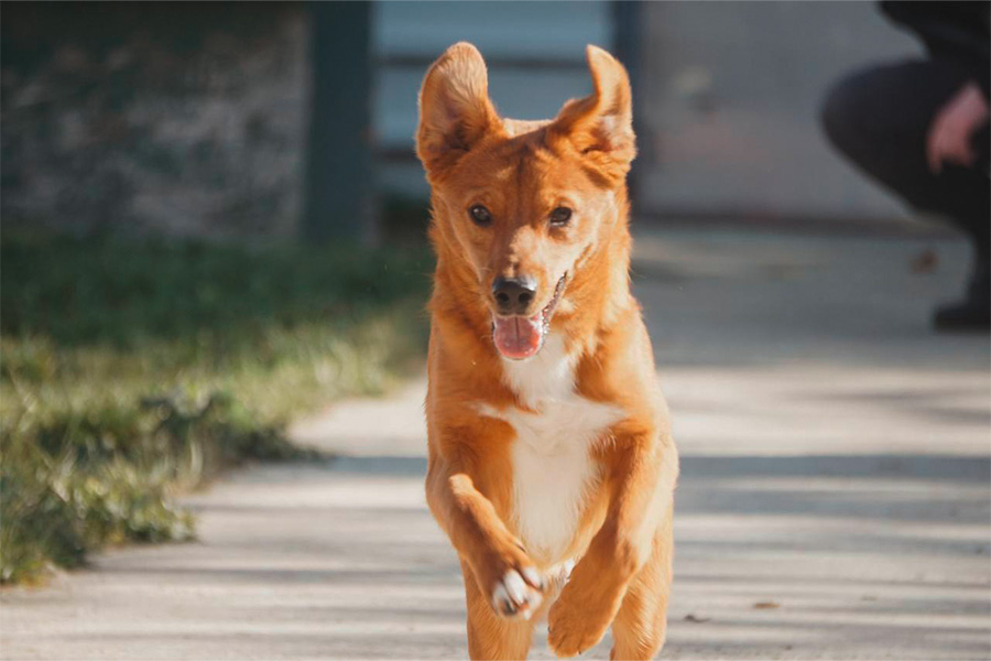 Shek kommt auf die Kamera zugerannt