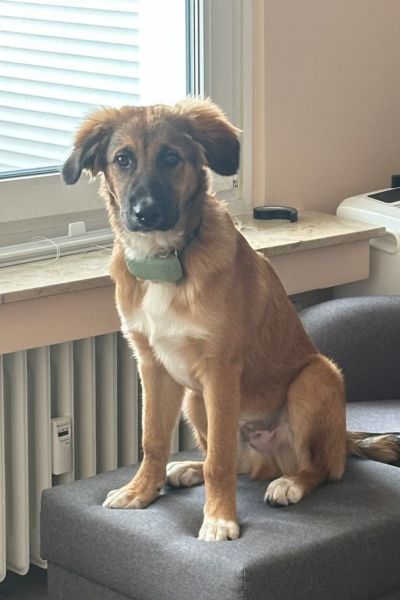 Aperol sitzt auf dem Sofa.