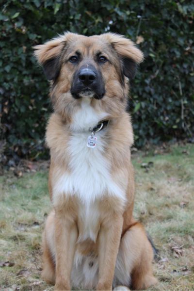 Aperol sitzt und schaut aufmerksam.