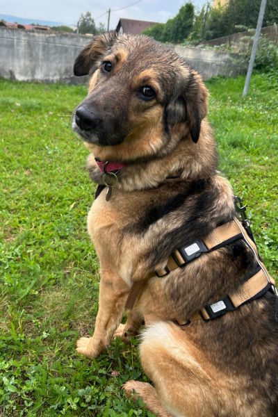 Lilou sitzt im Garten und schaut nach hinten.