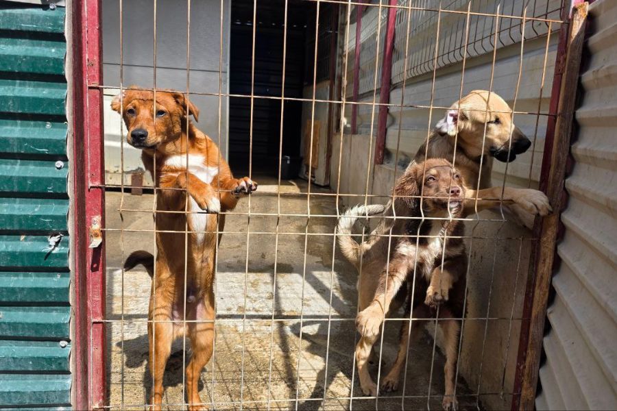 3 Welpen stehen am Gitter und schaut in die Kamera