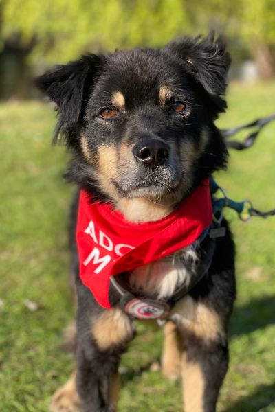 Tobrino sitzt und schaut in die Kamera.