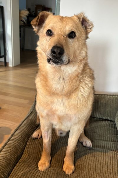 Tierschutzrüde Tjark schaut erwartungsvoll in die Kamera.