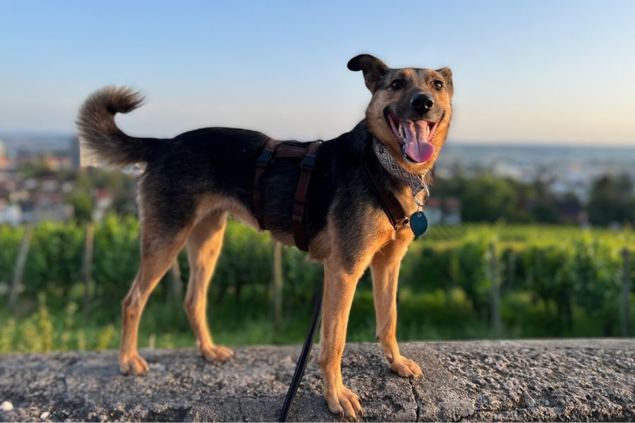 Ein Hund steht auf einer Mauer und hechelt in die Kamera.