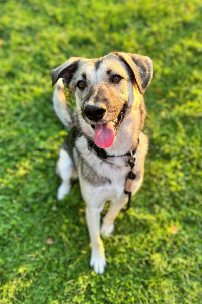 Ein Hund sitzt auf der Wiese und hechelt in die Kamera.