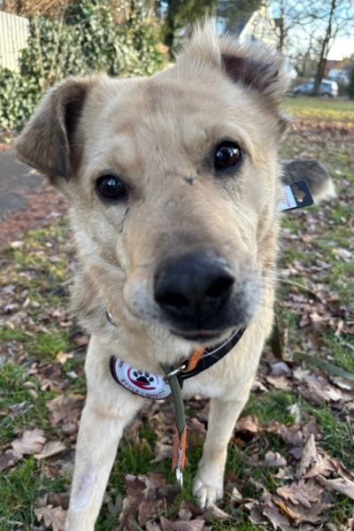 Rüde Tjark läuft auf die Kamera zu.