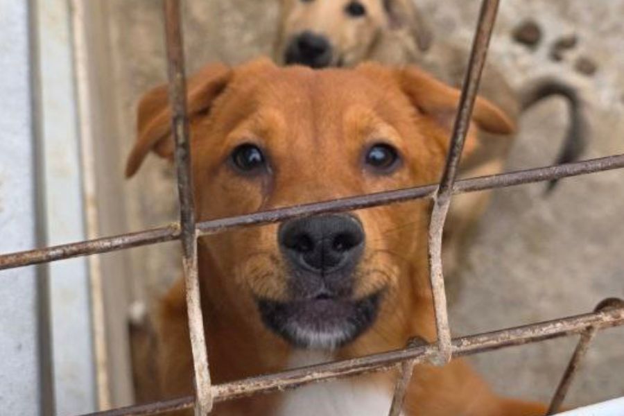 Brauner Welpe steht hinter Gittern und schaut hoch in die Kamera.