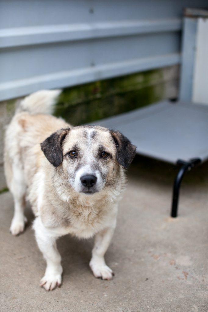 Ennio steht in seinem Zwinger und schaut in die Kamera