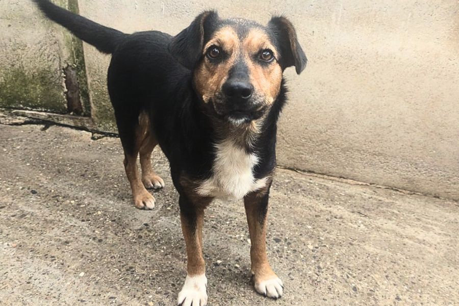 Schwarz, braune kleine Tierschutzhündin Peppy schaut freundlich in die Kamera und wartet darauf adoptiert zu werden