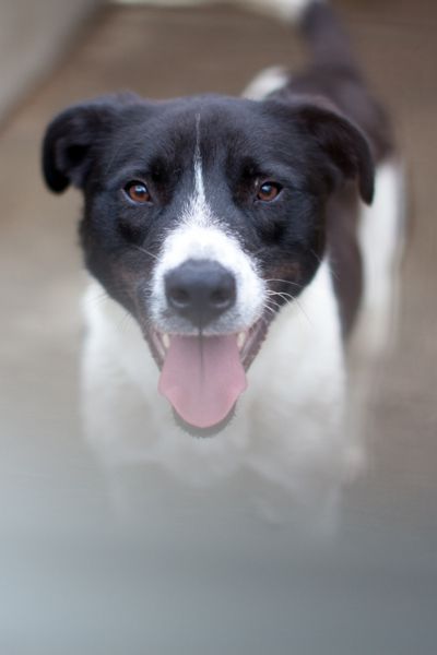 Weiß, schwarzer Hund Zeno mit Schlappohren schaut freundlich in die Kamera und wartet darauf adoptiert zu werden
