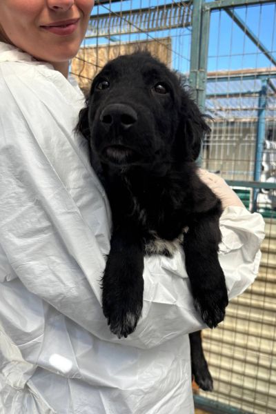 Welpe Apollo auf dem Arm einer Pflegerin.