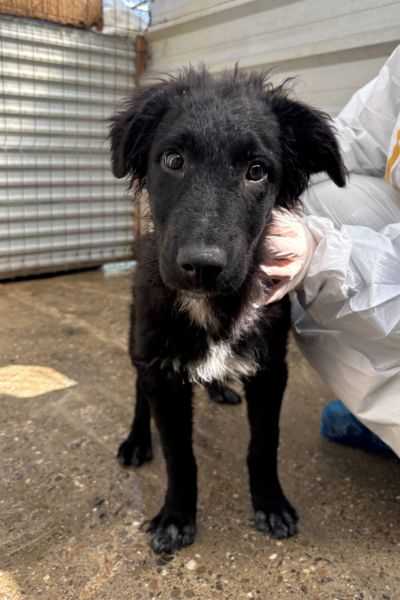 Welpe Apollo schaut in die Kamera.