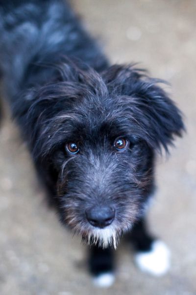 Der schwarze Rüde Poseidon schaut in die Kamera.