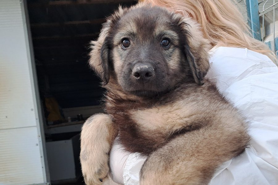 Hund mit braunem Fell wird in den Arm genommen und schaut in die Kamera.