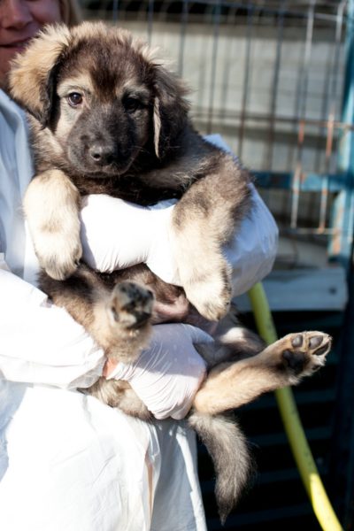 Hund mit braunem Fell wird in den Arm genommen und schaut in die Kamera.