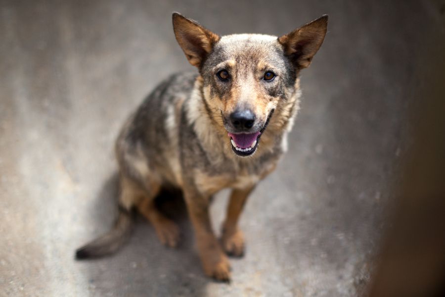 Abby sitzt und blickt nach oben in die Kamera.