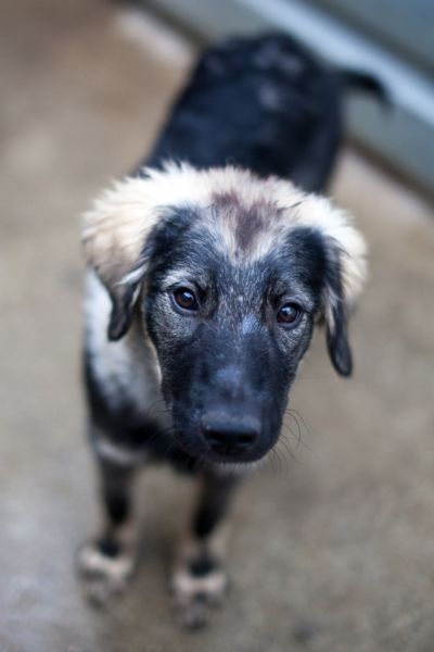 dunkler Welpe schaut in die Kamera