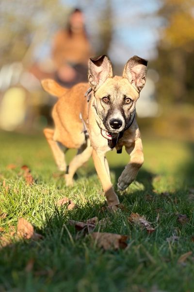 Rüde Calin läuft neugierig auf die Kamera zu.