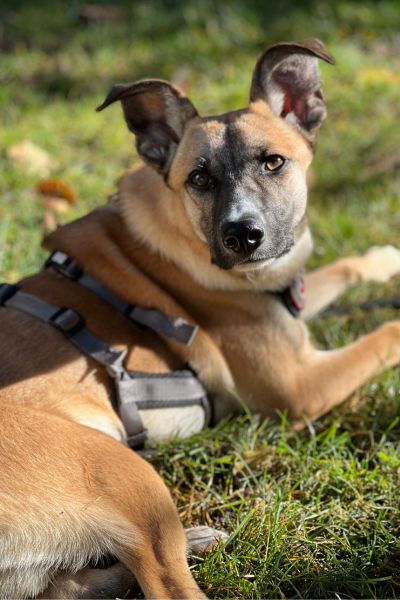 Hund Calin liegt und schaut mit großen Augen in die Kamera.
