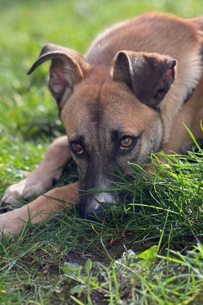 Calin liegt im Gras und hat den Kopf abgelegt.