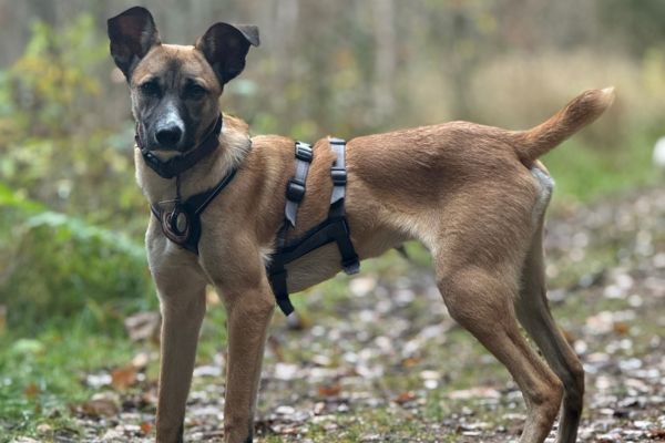 Calin steht seitlich und schaut neugierig in die Kamera.