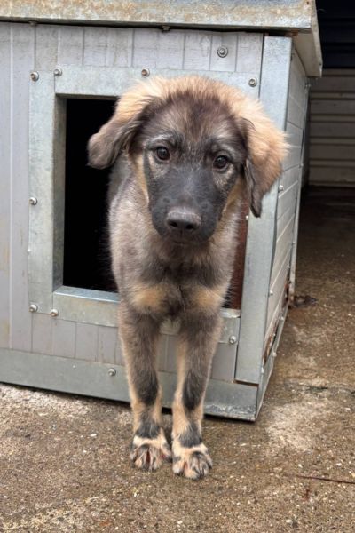 Welpe Remy blickt aus seiner Hundehütte
