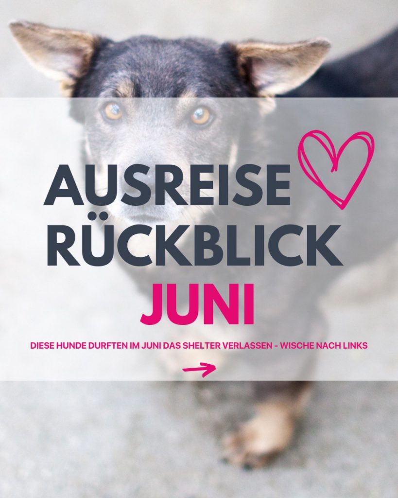 ausreise-rueckblick-juni-01-2025-hunderettung-europa
