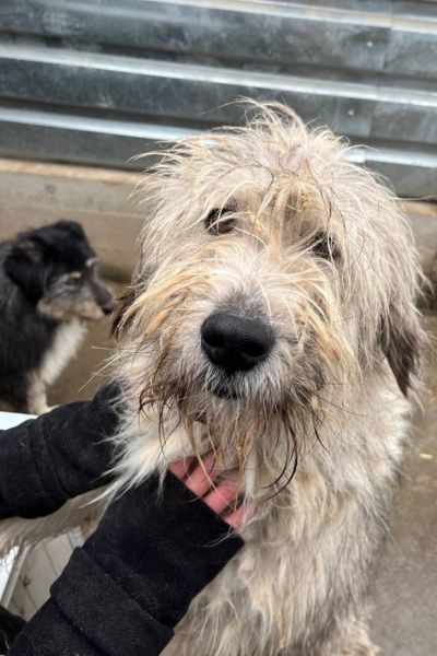 Die wuschelige Hündin Ranja schaut in die Kamera.