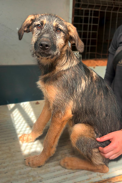 Emile sitzt auf der Hütte und wird gestreichelt