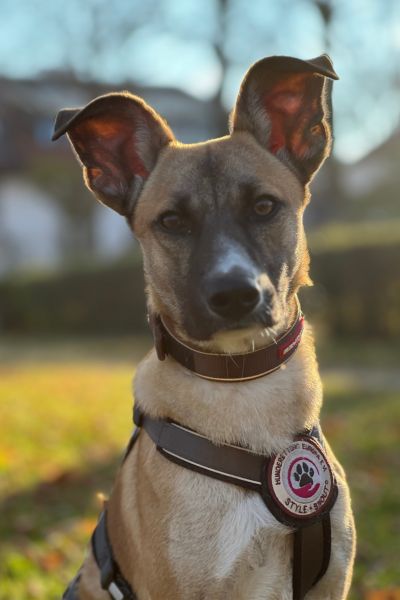 Junghund Calin schaut mit gespitzten Ohren in die Kamera.