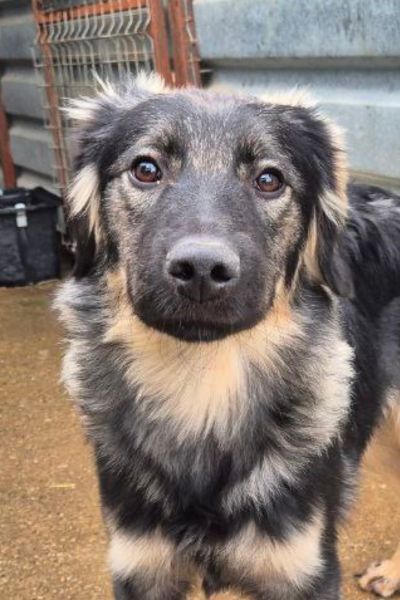 Schwarz-beiger Junghund Remy in seinem Zwinger.