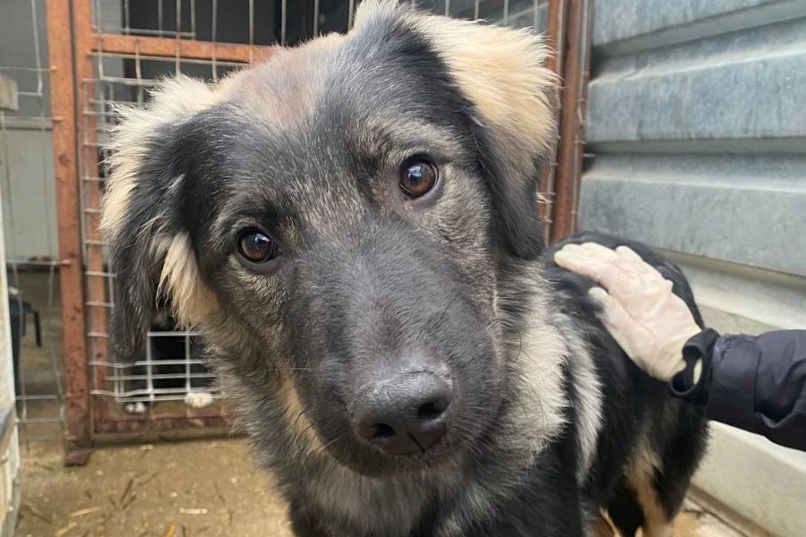 Schwarz-beiger Junghund Remy in seinem Zwinger.