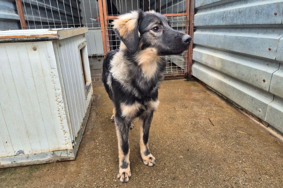 Schwarz-beiger Junghund Remy in seinem Zwinger.