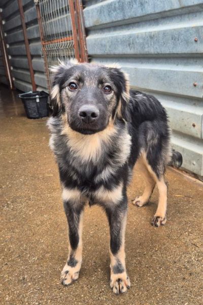 Schwarz-beiger Junghund Remy in seinem Zwinger.