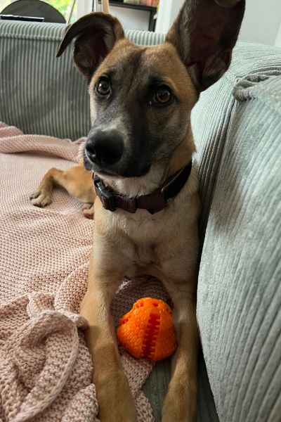 Junghund Calin liegt auf der Couch und schaut aufmerksam.